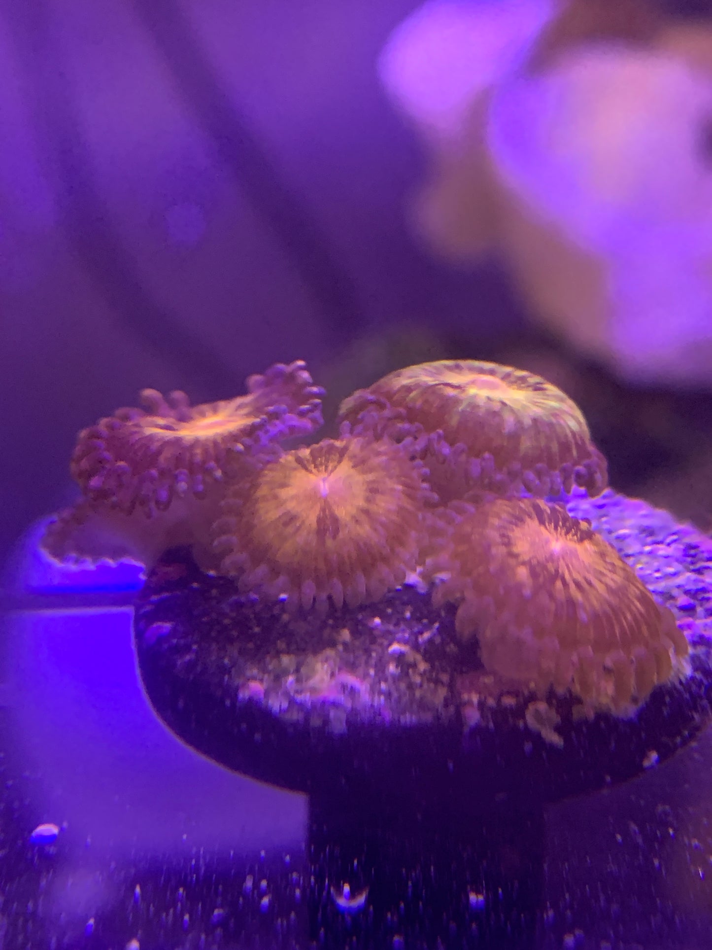 Pandora Zoanthids