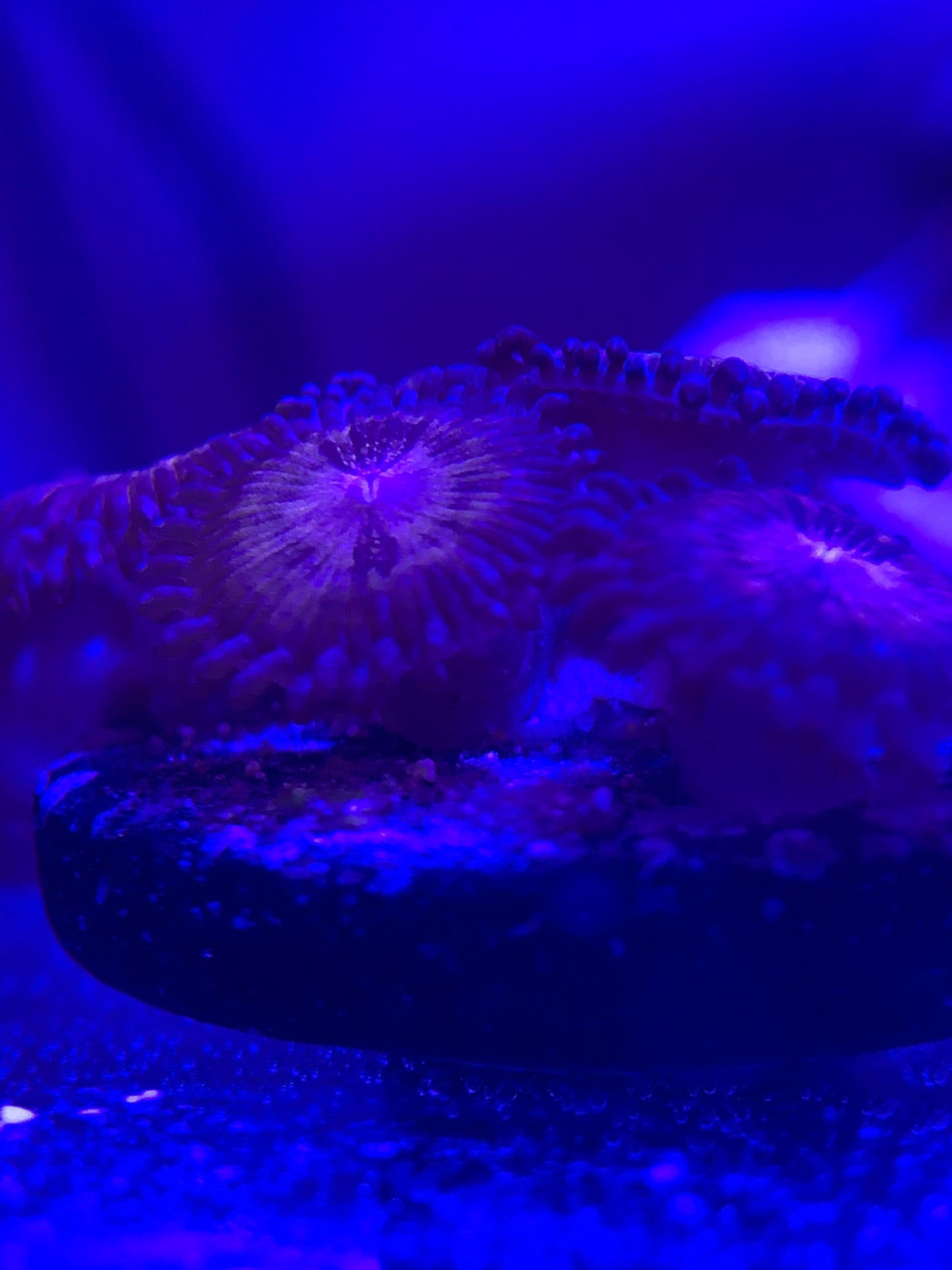 Pandora Zoanthids