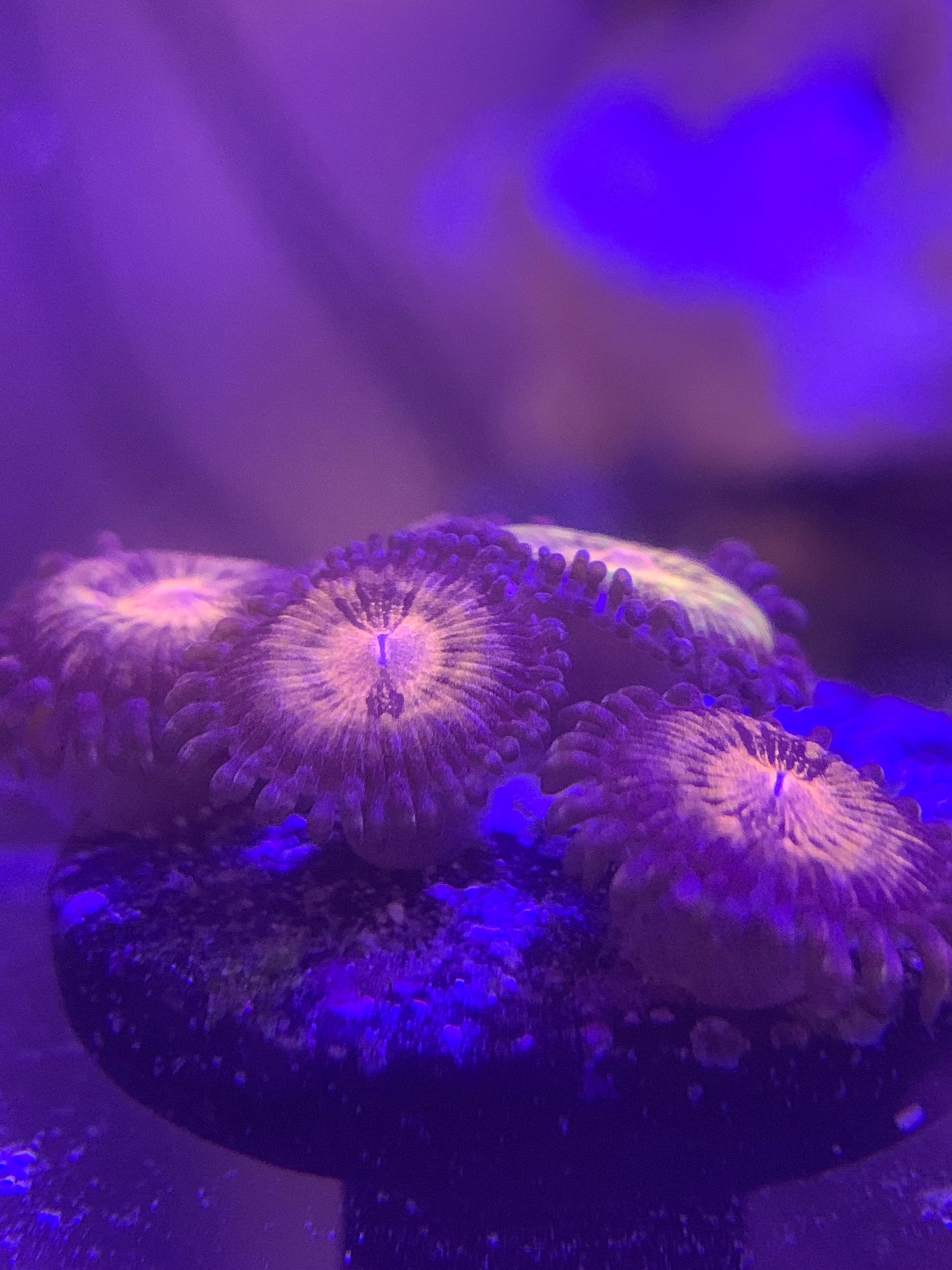 Pandora Zoanthids